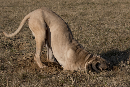 Bellissimo digging a hole