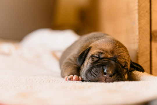 Dog baby flot on its stomach