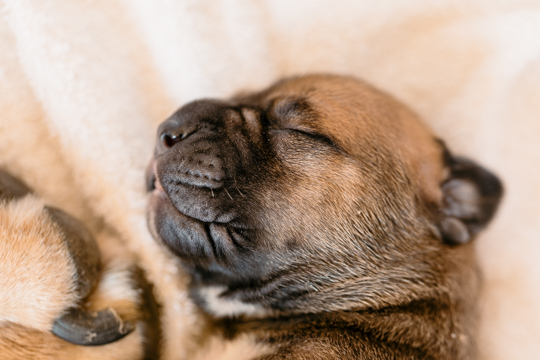 Dog baby head shot