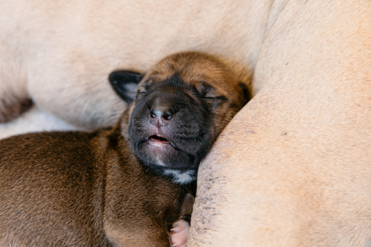 Dog baby sleeping on Rohana