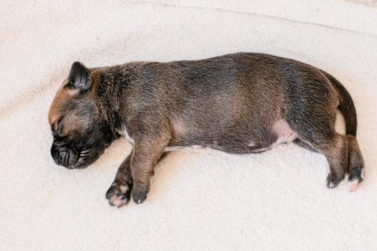 Dog baby on its side