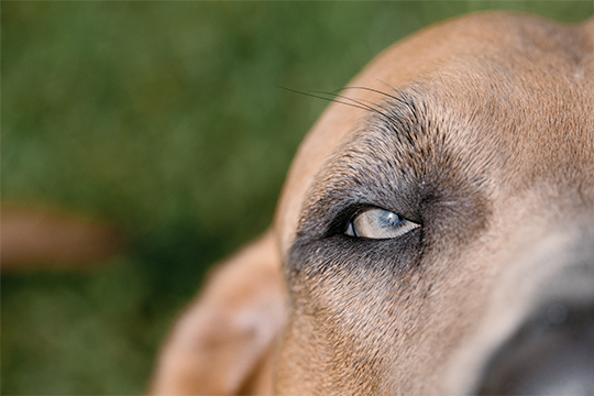 Closeup on Ezadros eye