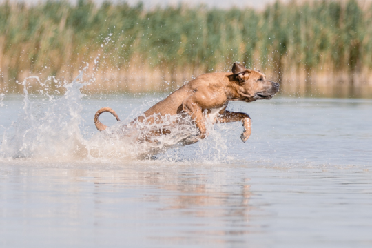 Ezadro running in water