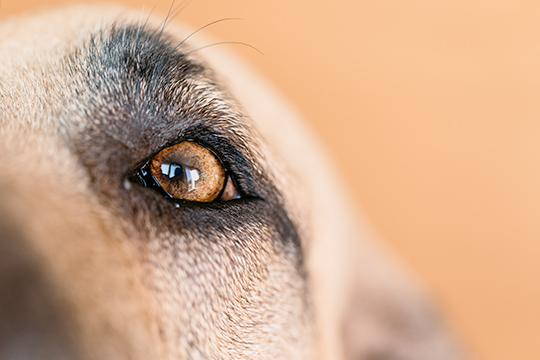 Closeup on Roahans eye