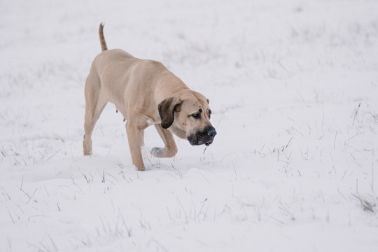 Rohana walking in snow