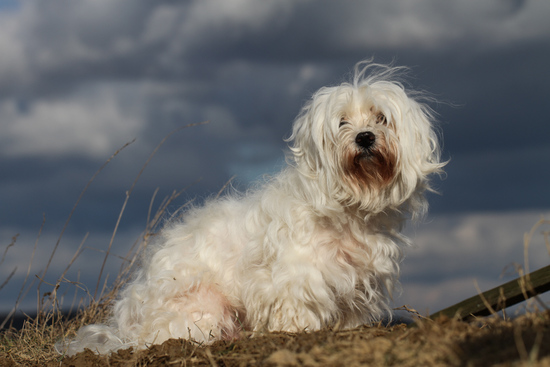 Ali sitting on the hill for dogs