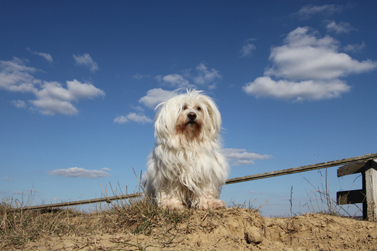 Balthasar sitting on the dog hill