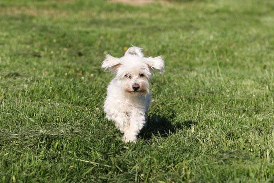 Balthasar running