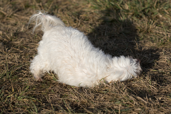 Balthasar inspecting a worm