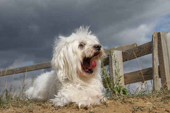 Balthasar yawning