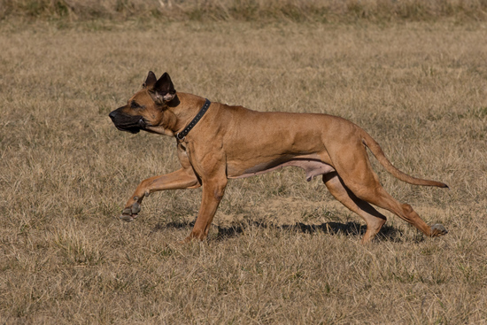 Bellissario running