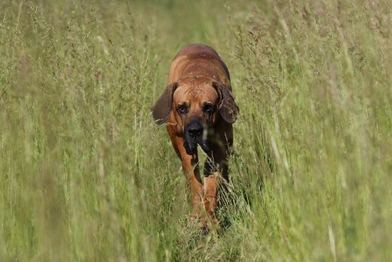 Bellissario walking in tall grass