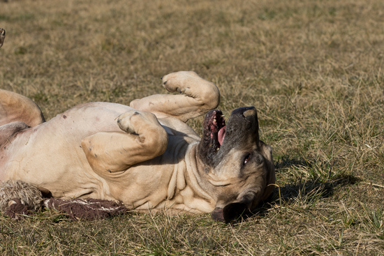 Bellissimo playing