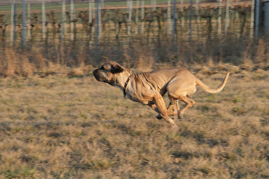 Bellissimo running really fast