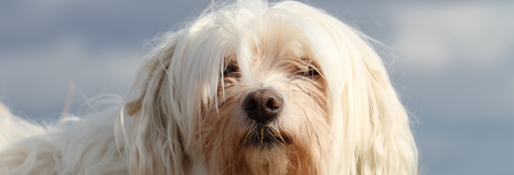 Detail of Bonnies head