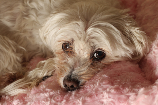 Bonnie on her pink pillow