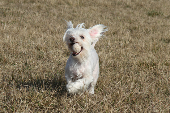 Bonnie playing