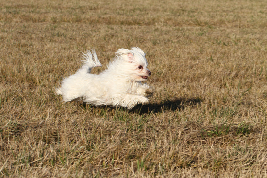 Bonnie running