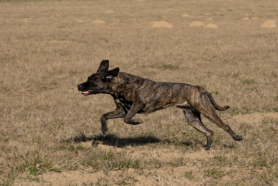 Chavela running