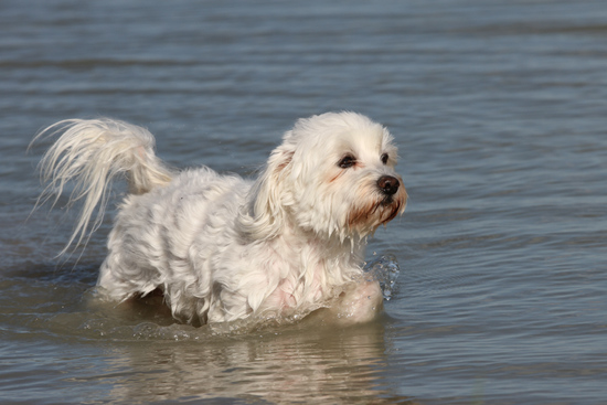 Clyde swimming