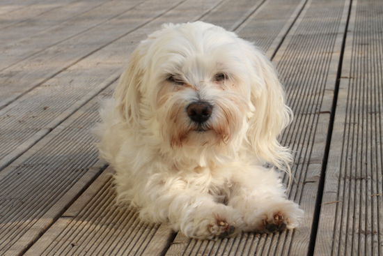 Clyde on the terrace