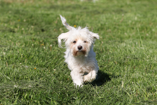 Clyde walking on grass