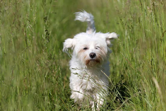 Clyde walking on grass again