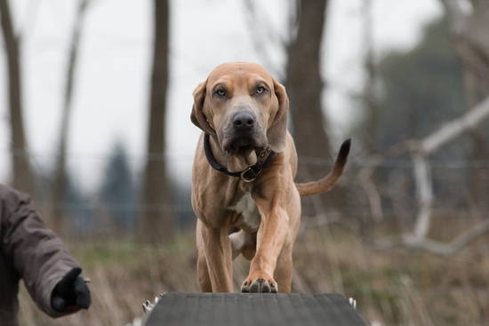 Ezadro doing agility