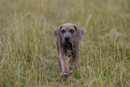 Ezadro walking