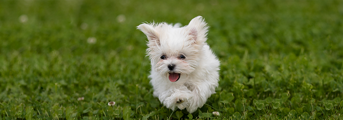 Merlin running in high grass