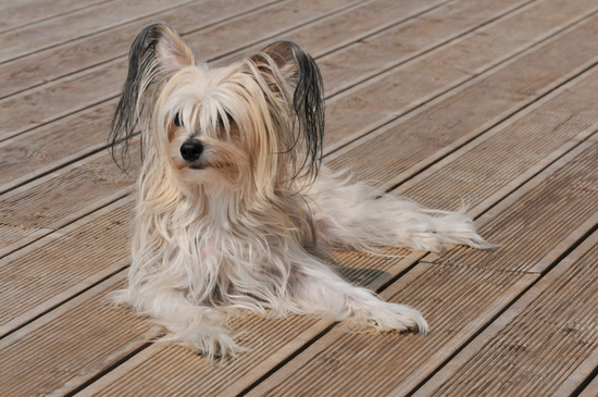 Mimi on the terrace