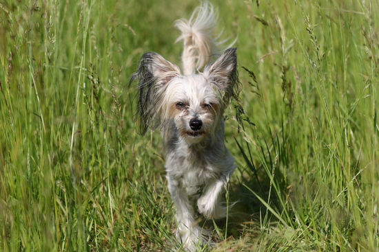 Mimi walking in tall grass