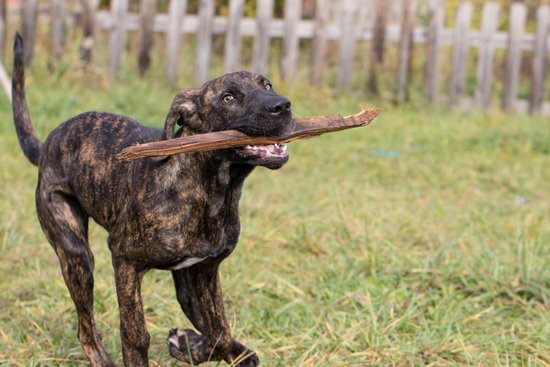 Minnie running with wood