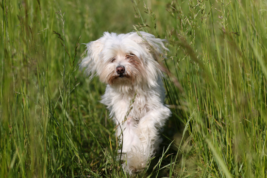 Phoebe running in high grass