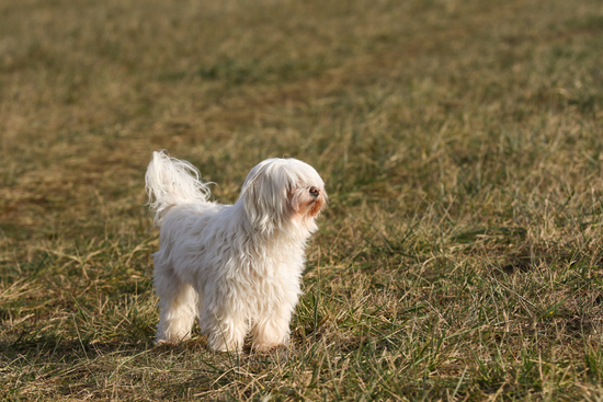 Phoebe standing around