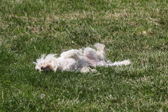 Phoebe inspecting a worm