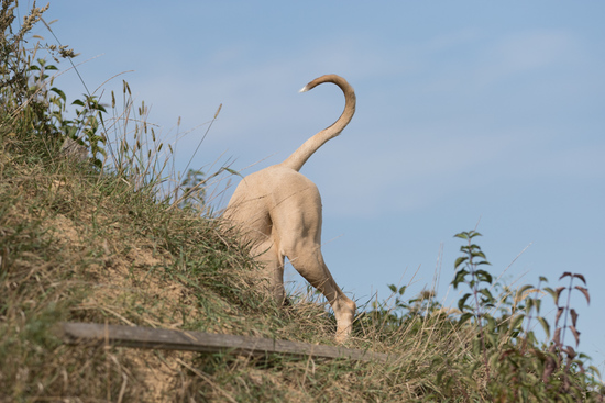 Rohana digging a hole