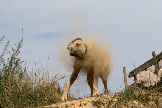 Rohana shaking to remove the dirt