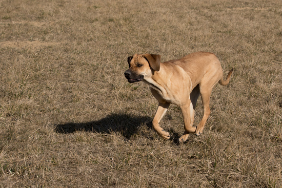 Tahira running around