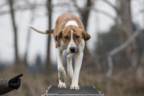 Tessa doing agility