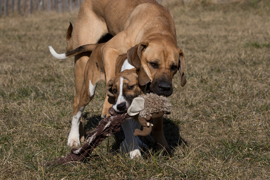 Tessa playing with Tahira