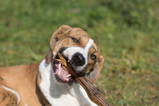 Tessa biting wood