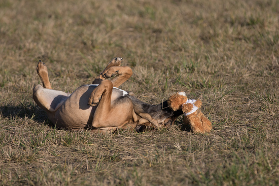 Uhura playing with her toy