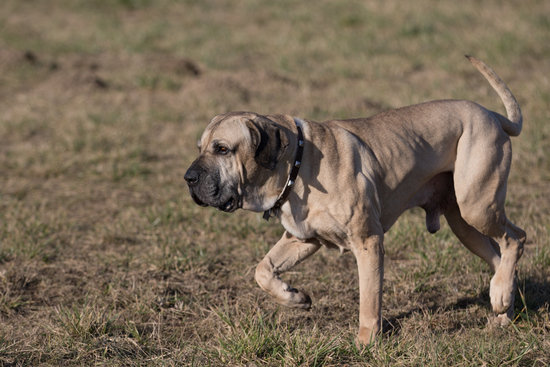 Bellissimo walking