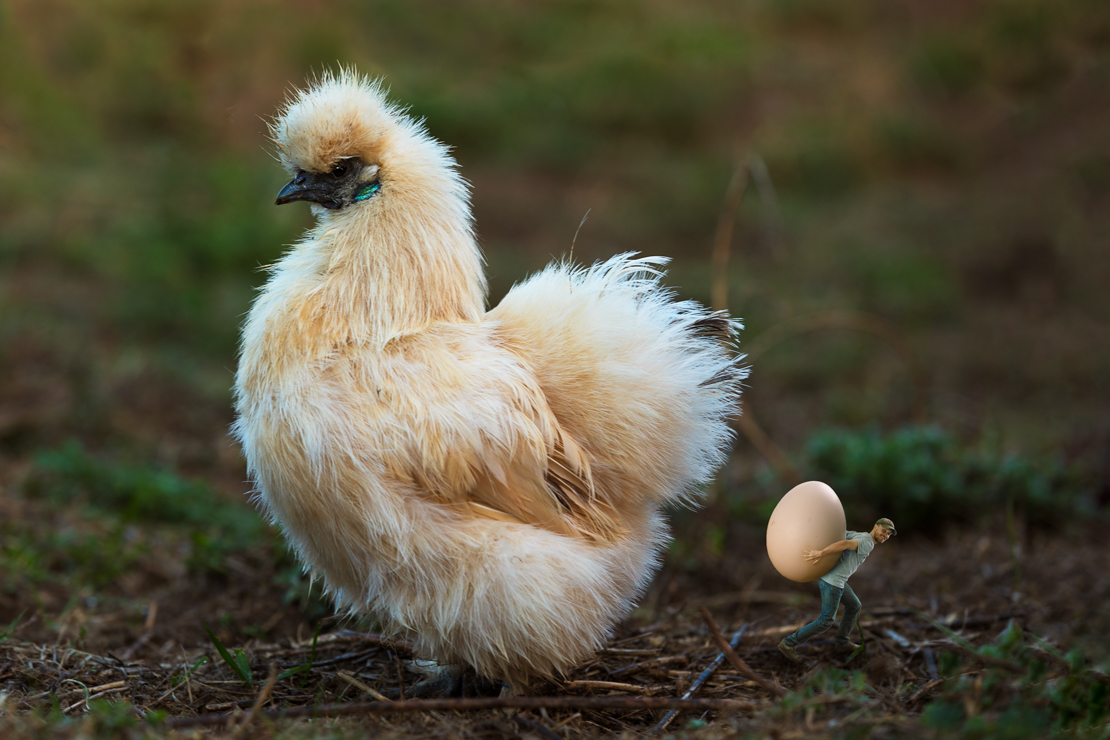 Easter Chicken 2019
