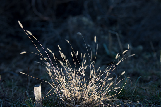 Sun shining on grass