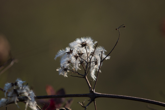 Old Flower