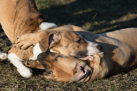 Tessa and Tahira playing