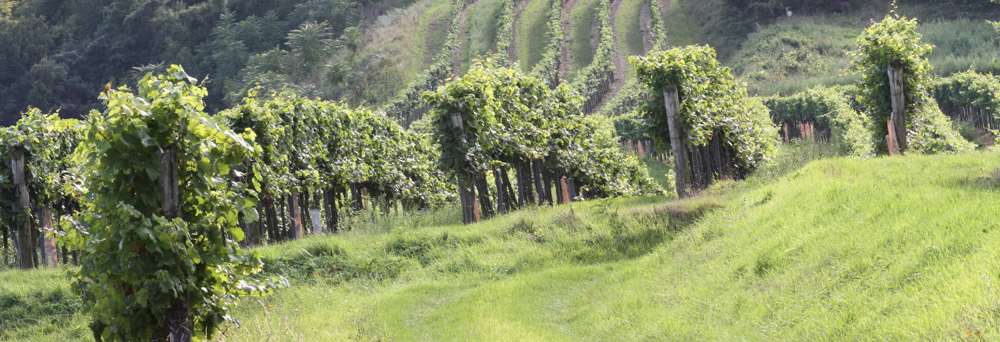 Vine filled landscape